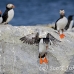 puffin_atlantic_msi_h_2016_can1133.jpg